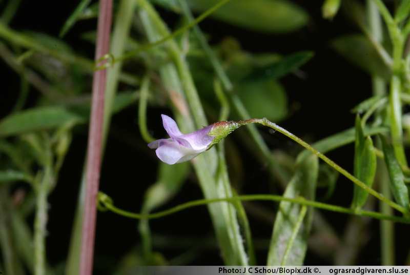 Sparvvicker (V. tetrasperma). Blomma.